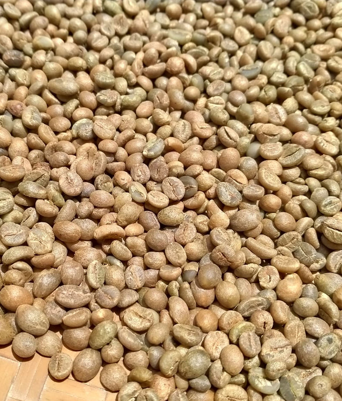 Robusta Manak